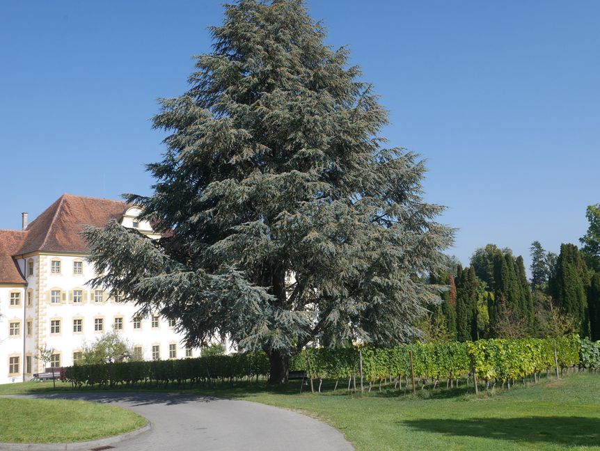 Kloster und Schloss Salem, Schauweinberg