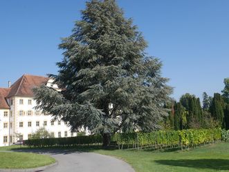 Kloster und Schloss Salem, Schauweinberg