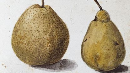 Ansicht aus dem Obstbuch von Philipp Theodor Popele, 1779