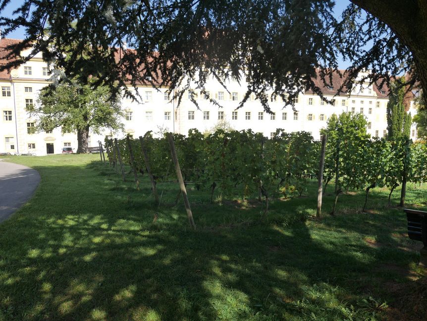 Kloster und Schloss Salem, Schauweinberg